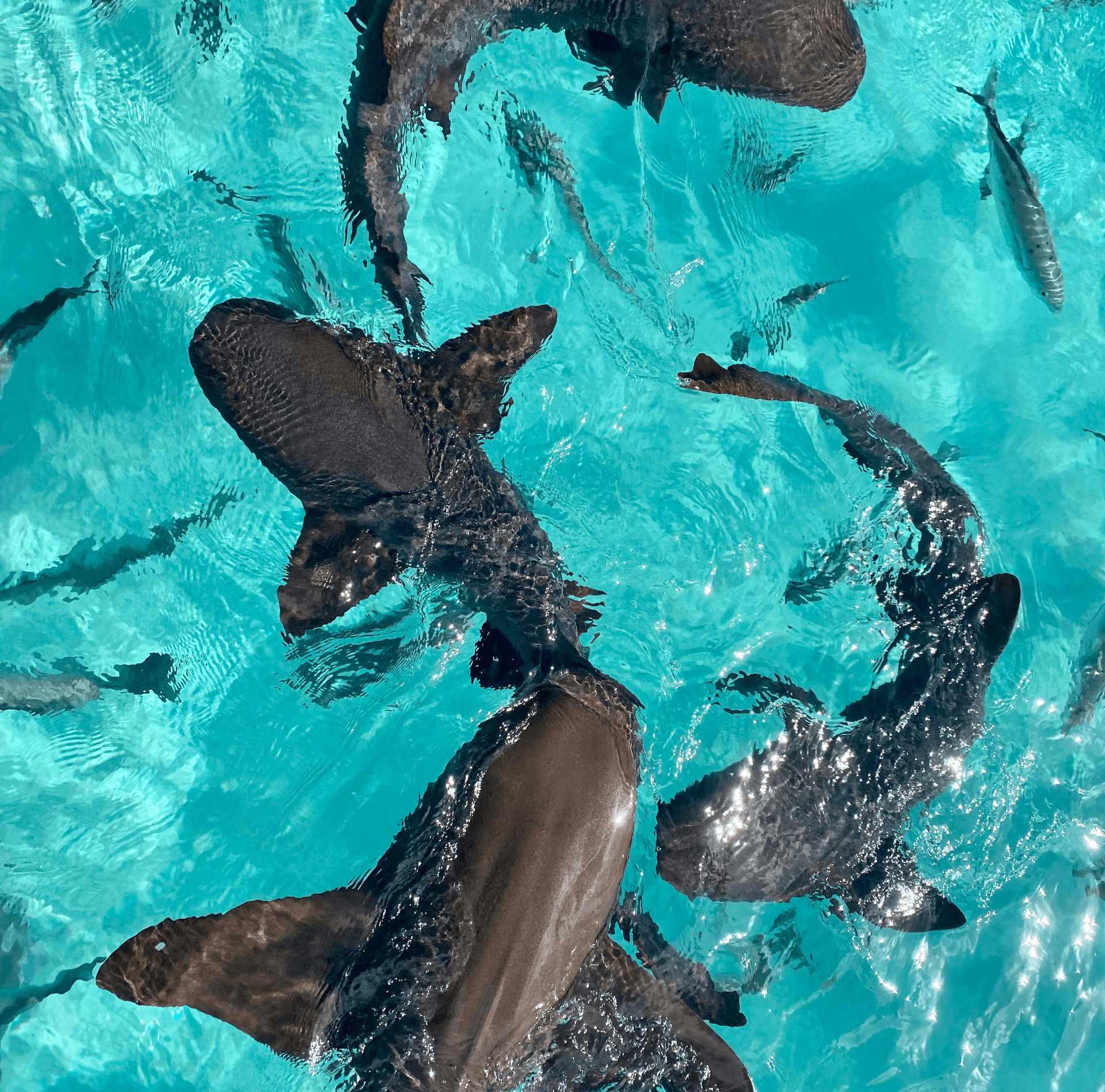 Sharks in the water of Bahamas island