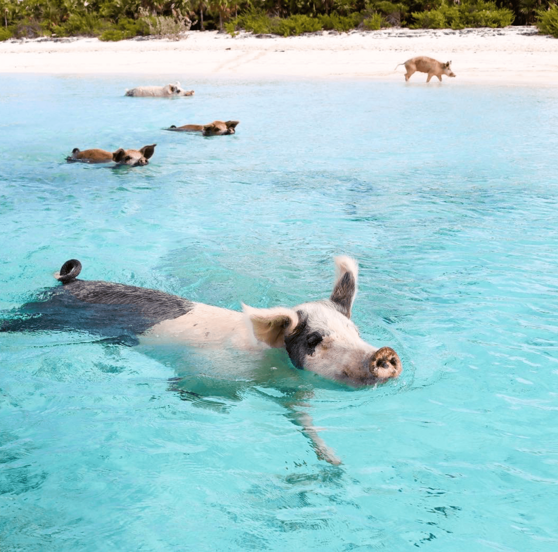 Pigs in the water of Bahamas island