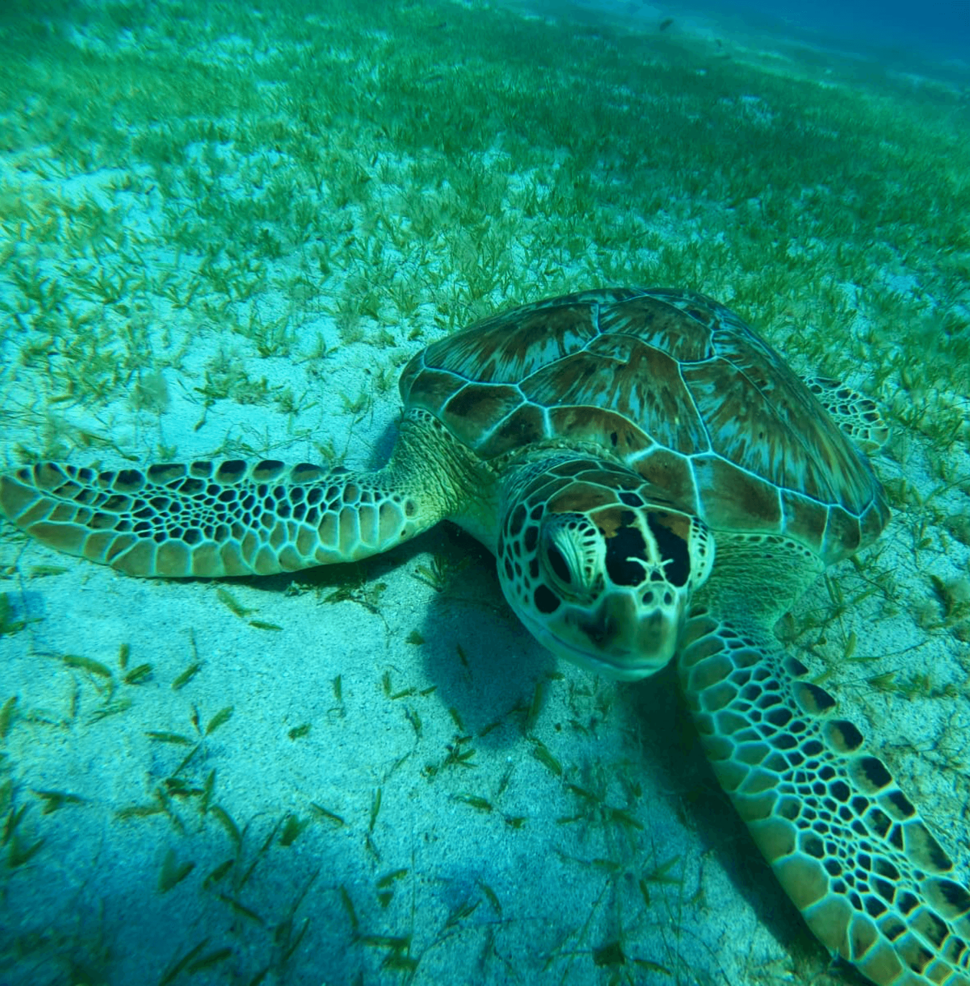 A turtle swimming in the water of St. Vincent & the Grenadines